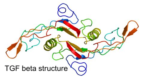 tgf-beta|Transforming growth factor beta .